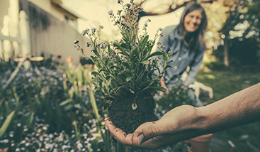 Hand hält eine Pflanze